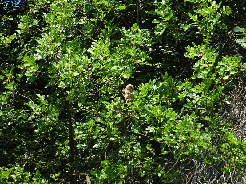 foto brutte 4....Falco tinnunculus